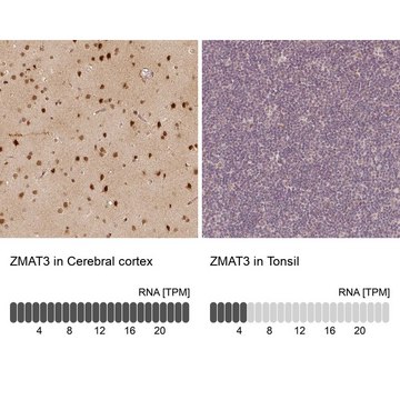 Anti-ZMAT3 Prestige Antibodies&#174; Powered by Atlas Antibodies, affinity isolated antibody