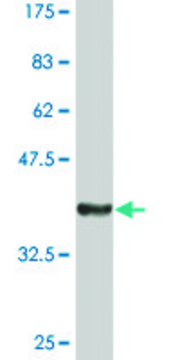 Monoclonal Anti-SIPA1, (C-terminal) antibody produced in mouse clone 2B4, ascites fluid