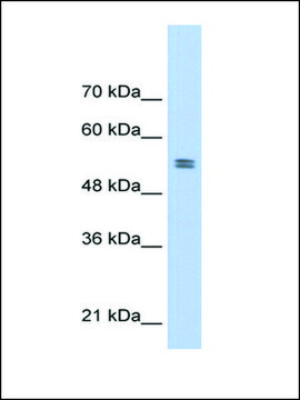 Anti-PTBP1 antibody produced in rabbit affinity isolated antibody