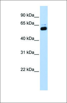 Anti-RXRA (ab1) antibody produced in rabbit affinity isolated antibody