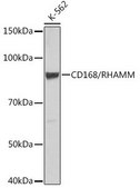 Anti- CD168/RHAMM antibody produced in rabbit