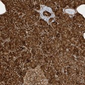 Anti-CDC42EP3 antibody produced in rabbit Prestige Antibodies® Powered by Atlas Antibodies, affinity isolated antibody, buffered aqueous glycerol solution
