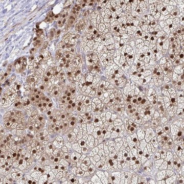 Anti-ACD antibody produced in rabbit Prestige Antibodies&#174; Powered by Atlas Antibodies, affinity isolated antibody, buffered aqueous glycerol solution