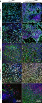 Anti-O4 Antibody, clone 81 clone 81 (mAB O4), Chemicon&#174;, from mouse