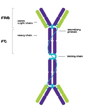 IgA，&#954; 来源于鼠骨髓瘤 clone TEPC 15, purified immunoglobulin, buffered aqueous solution