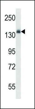 ANTI-MOUSE INSR (CENTER) antibody produced in rabbit IgG fraction of antiserum, buffered aqueous solution