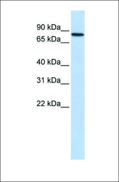 Anti-ADARB2 antibody produced in rabbit affinity isolated antibody