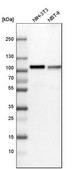 Anti-FAM129B antibody produced in rabbit Prestige Antibodies® Powered by Atlas Antibodies, affinity isolated antibody, buffered aqueous glycerol solution, Ab2