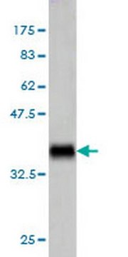 Anti-TNFSF14 Mouse mAb (4E3) liquid, clone 4E3, Calbiochem&#174;