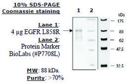 EGFR (L858R) Active human recombinant, expressed in baculovirus infected insect cells, ≥70% (SDS-PAGE)