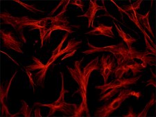 Monoclonal Anti-Biotin–Cy3™ antibody produced in mouse clone BN-34, purified immunoglobulin, buffered aqueous solution