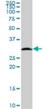 Anti-HSD17B8 antibody produced in mouse IgG fraction of antiserum, buffered aqueous solution