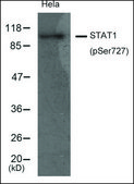 Anti-phospho-STAT1 (pSer727) antibody produced in rabbit affinity isolated antibody