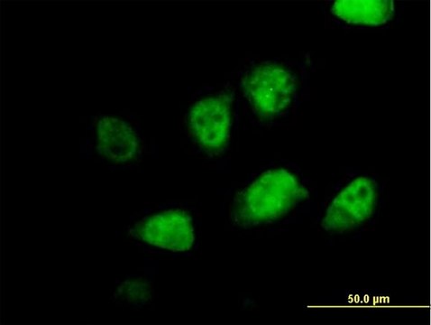 Anti-MLF2 antibody produced in mouse purified immunoglobulin, buffered aqueous solution