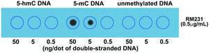 Anti-5-Methylcytosine antibody, Rabbit monoclonal recombinant, expressed in HEK 293 cells, clone RM231, purified immunoglobulin