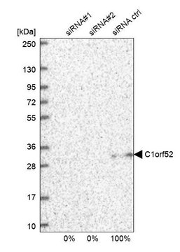 Anti-C1orf52 antibody produced in rabbit Prestige Antibodies&#174; Powered by Atlas Antibodies, affinity isolated antibody, buffered aqueous glycerol solution