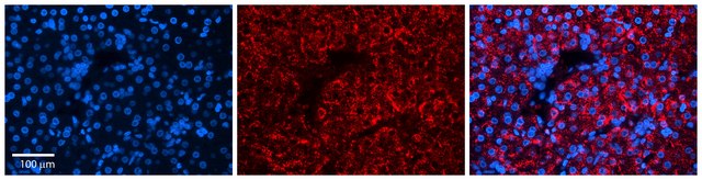 Anti-DPH1, (N-terminal) antibody produced in rabbit affinity isolated antibody