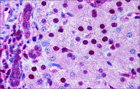 Anti-NR0B2 (ab4) antibody produced in rabbit affinity isolated antibody