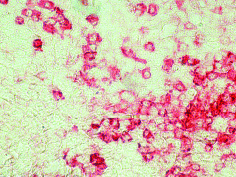 Anti-Chicken IgY (IgG) (whole molecule)&#8722;Alkaline Phosphatase antibody produced in rabbit affinity isolated antibody, buffered aqueous solution