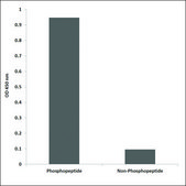 Anti-phospho-CD171/N-CAML1 (pSer1181) antibody produced in rabbit affinity isolated antibody