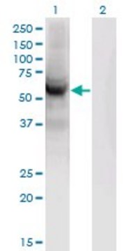 Monoclonal Anti-CEP55 antibody produced in mouse clone 6B1, purified immunoglobulin, buffered aqueous solution