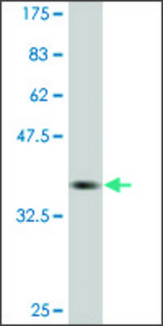 Monoclonal Anti-PEO1, (C-terminal) antibody produced in mouse clone 1C5, purified immunoglobulin, buffered aqueous solution