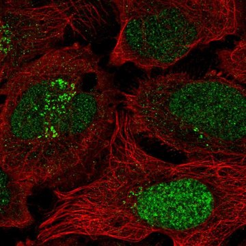 Anti-ESCO2 antibody produced in rabbit Prestige Antibodies&#174; Powered by Atlas Antibodies, affinity isolated antibody