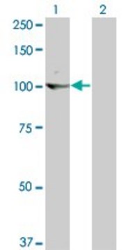 Monoclonal Anti-KIT antibody produced in mouse clone 6F2, purified immunoglobulin, buffered aqueous solution