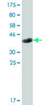 Monoclonal Anti-EML1 antibody produced in mouse clone 5G3, ascites fluid