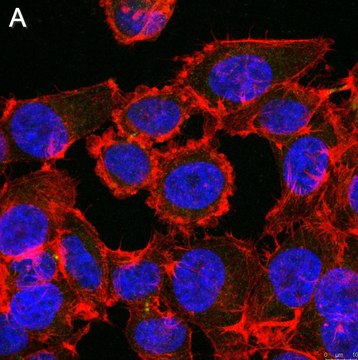 Anti-Myc tag Antibody, clone 4A6 ZooMAb&#174; Mouse Monoclonal recombinant, expressed in HEK 293 cells