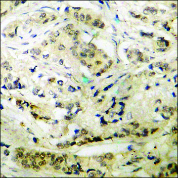 Anti-phospho-p47 phox (pSer345) antibody produced in rabbit affinity isolated antibody