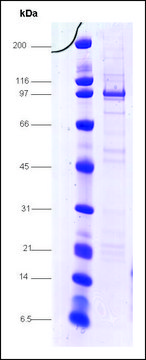 Sp1 GC-box binding protein human recombinant, expressed in insect cells, &#8805;75% (SDS-PAGE)