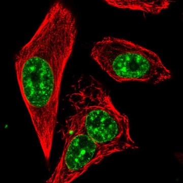 Anti-RTEL1 antibody produced in rabbit Prestige Antibodies&#174; Powered by Atlas Antibodies, affinity isolated antibody