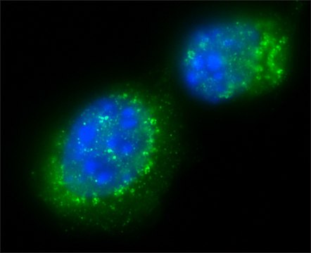 Anti-Sir2 (AS-16) antibody produced in rabbit affinity isolated antibody, buffered aqueous solution