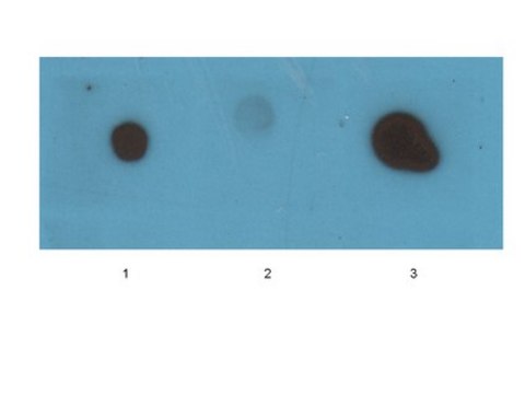 Anti-Amyloid Fibrils LOC Antibody serum, Chemicon&#174;