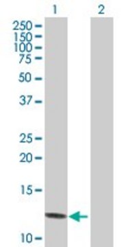 Anti-PPBP antibody produced in mouse purified immunoglobulin, buffered aqueous solution