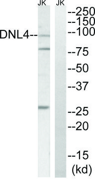 Anti-DNL4 antibody produced in rabbit affinity isolated antibody