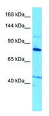 Anti-GPRC6A (N-terminal) antibody produced in rabbit affinity isolated antibody
