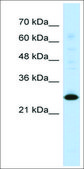 Anti-MyF6 antibody produced in rabbit affinity isolated antibody