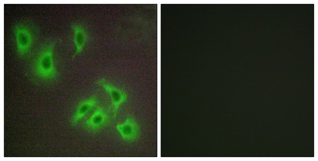 Anti-BCLW antibody produced in rabbit affinity isolated antibody