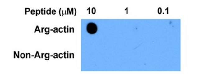 Anti-beta Actin Antibody, arginylated (N-terminal) from rabbit, purified by affinity chromatography