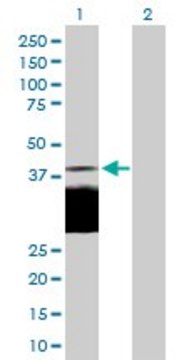 Anti-DLK1 antibody produced in rabbit purified immunoglobulin, buffered aqueous solution