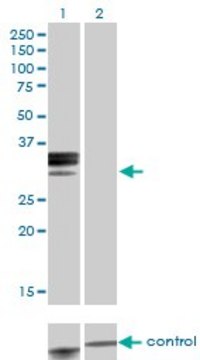 Monoclonal Anti-HPX antibody produced in mouse clone 3A9-1A9, purified immunoglobulin, buffered aqueous solution