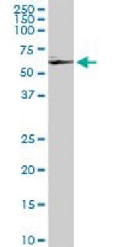 ANTI-GRK6 antibody produced in mouse clone 8D9, purified immunoglobulin, buffered aqueous solution