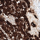 Monoclonal Anti-CHGB antibody produced in mouse Prestige Antibodies® Powered by Atlas Antibodies, clone CL11404, purified immunoglobulin, buffered aqueous glycerol solution