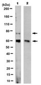 Anti-PCSK9 Antibody, clone 9B3.1 culture supernatant, clone 9B3.1, from mouse