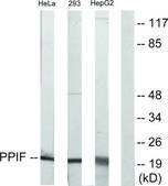 Anti-PPIF antibody produced in rabbit affinity isolated antibody