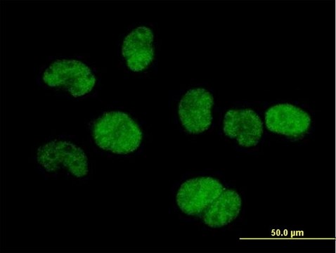 Anti-TSEN34 antibody produced in mouse IgG fraction of antiserum, buffered aqueous solution