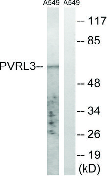 Anti-PVRL3 antibody produced in rabbit affinity isolated antibody