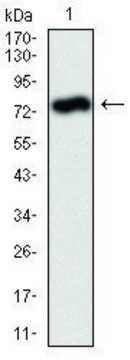 Monoclonal Anti-ALPL antibody produced in mouse clone 2F4, purified immunoglobulin, buffered aqueous solution